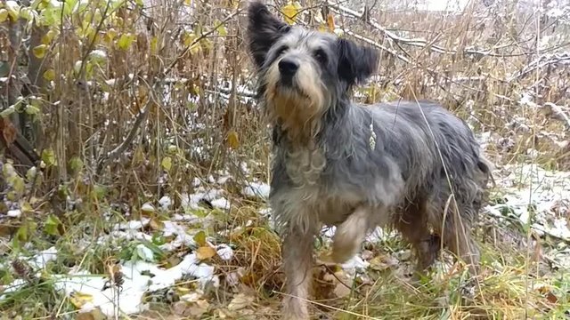 clever stray dog, slow motion video 
