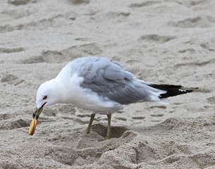 Seagull With Cracker