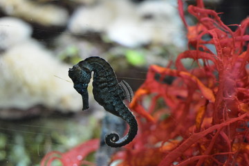 Seahorse