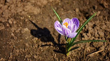Photo of purple flower with leaves on ground