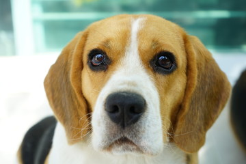 Cute Beagle dog