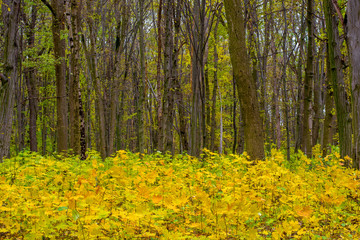 Photo of orange autumn forest with leaves