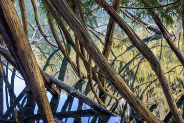 A tangled mess of tree branches grows out of a lake