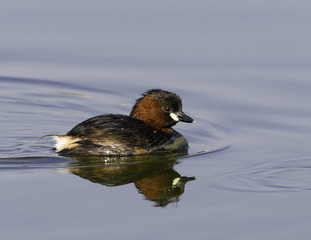 Little Grebe Swimming   