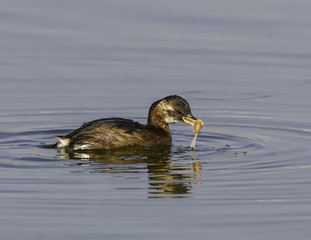 Little Grebe with Fish Swimming with Reflection