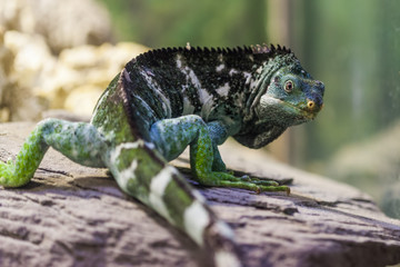 Fiji Island Crested Iguana - Critically endangered species