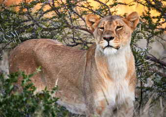 Leonessa in the African bush