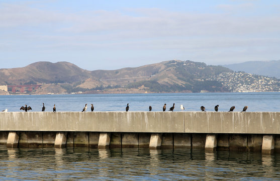 Birds sitting on the pier