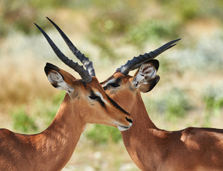 Two black faced impala
