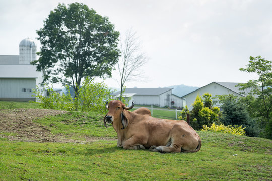 Lazy Farm