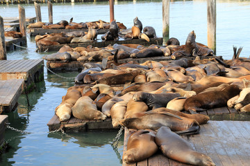 Sea lions on the pier