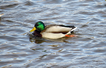Mallard Drake
