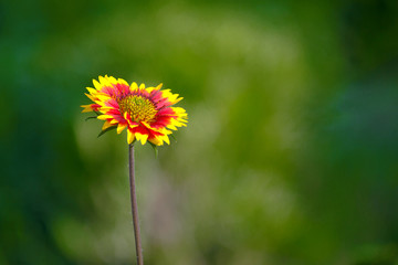 Red Sunflower
