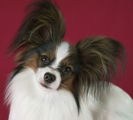 Beautiful young male dog Continental Toy Spaniel Papillon on red background