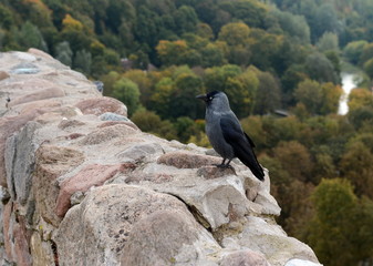 European jackdaw  (Corvus monedula / Coloeus monedula) in Vilnius. Lithuania.