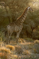 So Tall