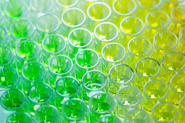 Close - up 96 well plates on lab table with yellow and green liquid samples