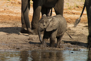 Fototapeta premium Baby Elephant enjoying the Mud