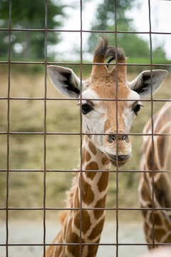 Baby Giraffe