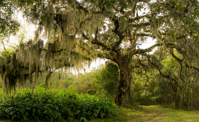 Naklejka premium Masywne drzewo dębu żywego owinięte hiszpańskim mchem w niskim kraju Karoliny Południowej