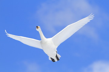 飛び立つ白鳥　青空バック　Flying swan
