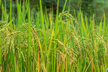 closeup Rice field