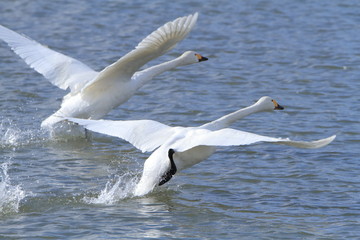 Fototapeta na wymiar 飛び立つ白鳥　Flying swan