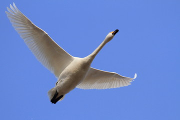 飛び立つ白鳥　青空バック　Flying swan