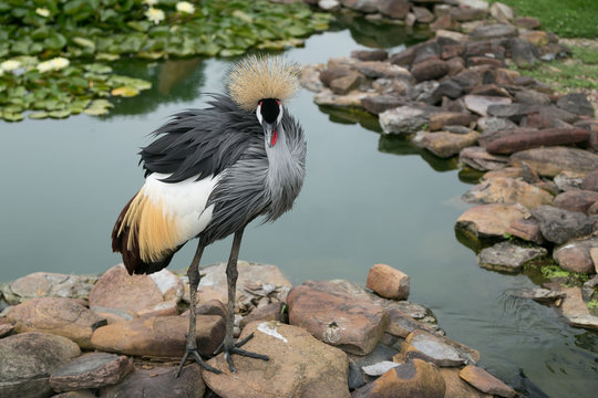Grey Feather Bird on Rocks / River / Stream