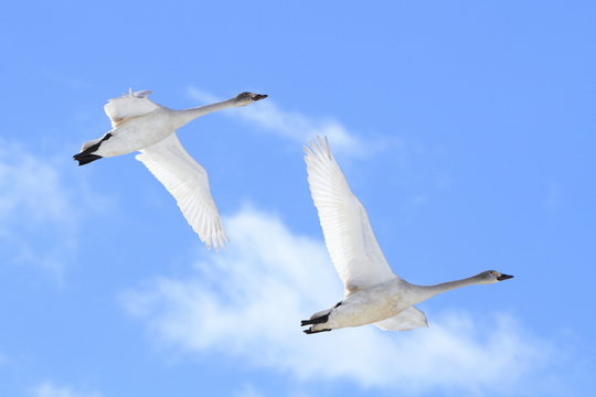 飛び立つ白鳥（幼鳥）　青空バック　Flying swans