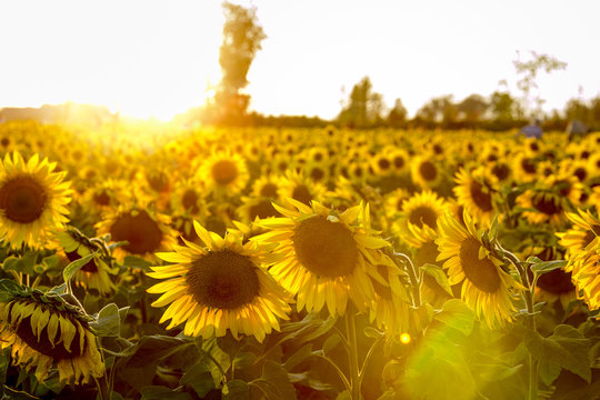Sunflower Field at Sunset