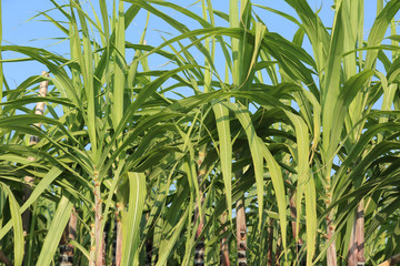 Obraz premium Sugarcane plants growing at field
