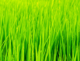 Fototapeta na wymiar Lush green rice field and sunset, In Asia (organic)