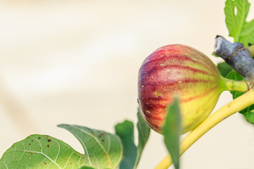 fresh figs ripening on a fig tree