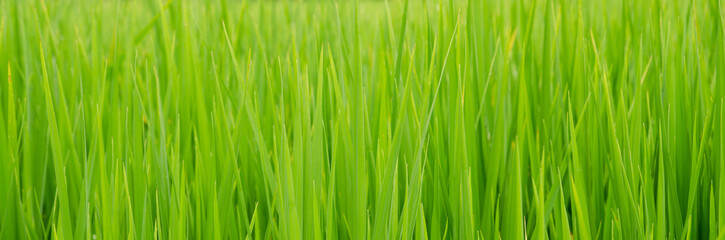 Fototapeta na wymiar Lush green rice field and sunset, In Asia (organic)