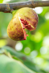 fresh figs ripening on a fig tree,fruit cracked