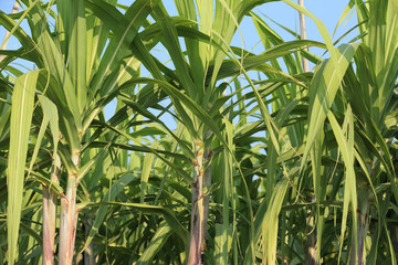 Sugarcane plants growing at field