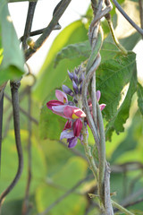 クズの花　秋の七草

