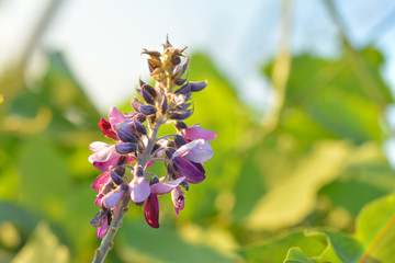 クズの花　秋の七草

