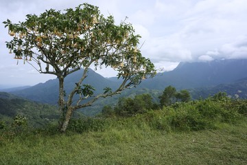 Obraz na płótnie Canvas a tree at Pekan Nabalu, Sabah, Malaysia