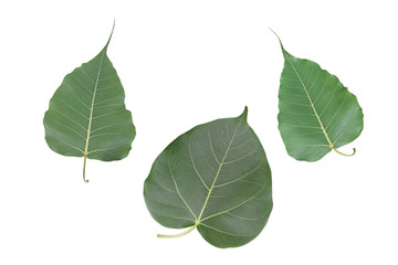 Fototapeta premium Bodhi leaf isolated on white background with clipping path, Ficus religiosa in scientific name.