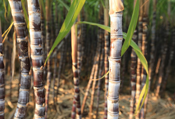 Sugarcane plants growing at field