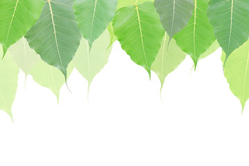 Bodhi leaf frame isolated on white background with clipping path and empty space for text, Ficus religiosa in scientific name.