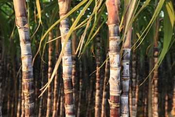 Sugarcane plants growing at field