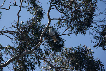 Cockatoo