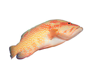 Coral Trout isolated on white background. Grouper fish cutout