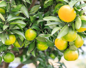 The orange trees are ripe oranges in the autumn harvest season
