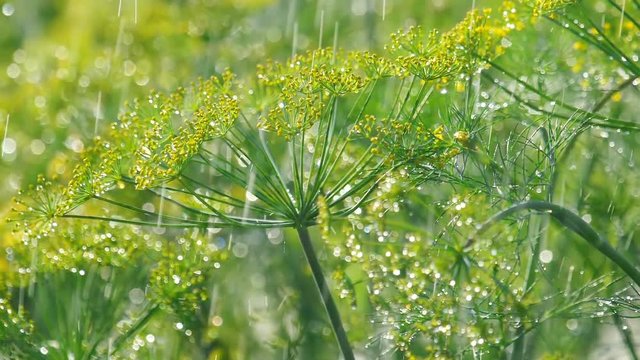 Inflorescence of dill under rain