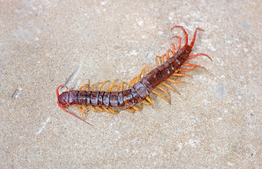 Centipede dead.