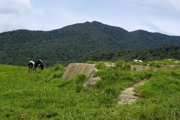 the cows at grass field, Kundasang, Sabah, Malaysia